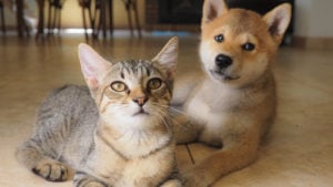 A Shiba Inu puppy and a tabby cat are sitting next to each other on the floor.