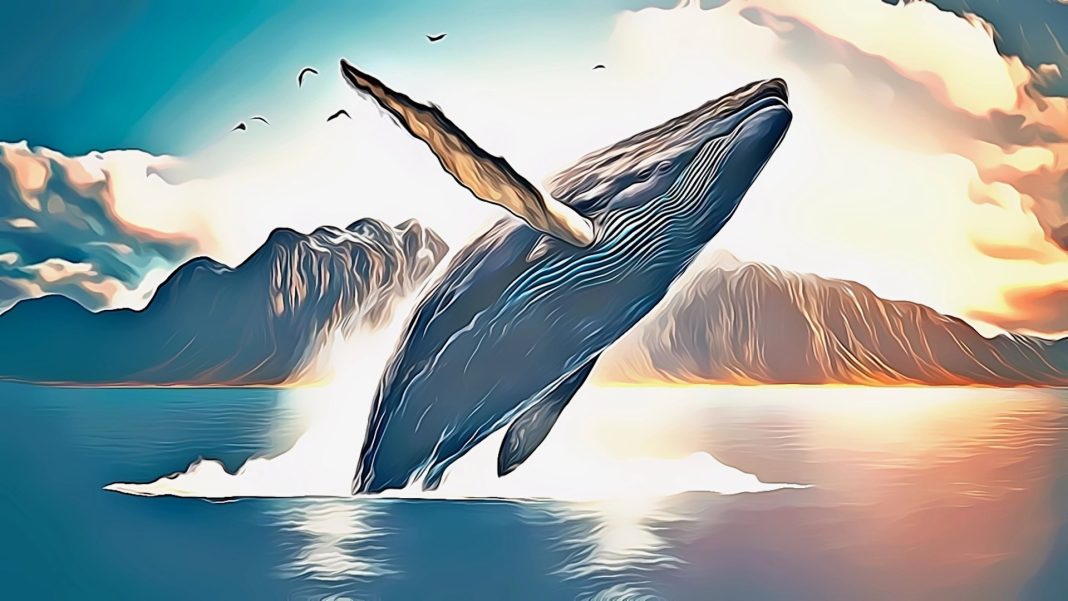 Solana Memecoin $CAT Soars 800% Amid Whale Activity