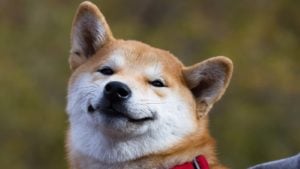 A close-up of a Shiba Inu with a smiling face representing Dogecoin.