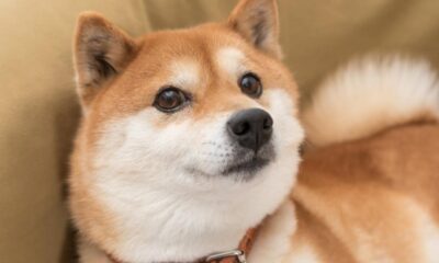 Best Meme Coin: Shiba Inu vs Dogecoin