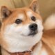 Best Meme Coin: Shiba Inu vs Dogecoin