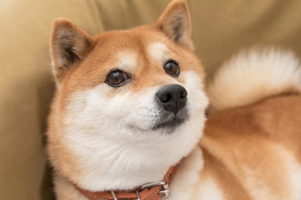 Best Meme Coin: Shiba Inu vs Dogecoin