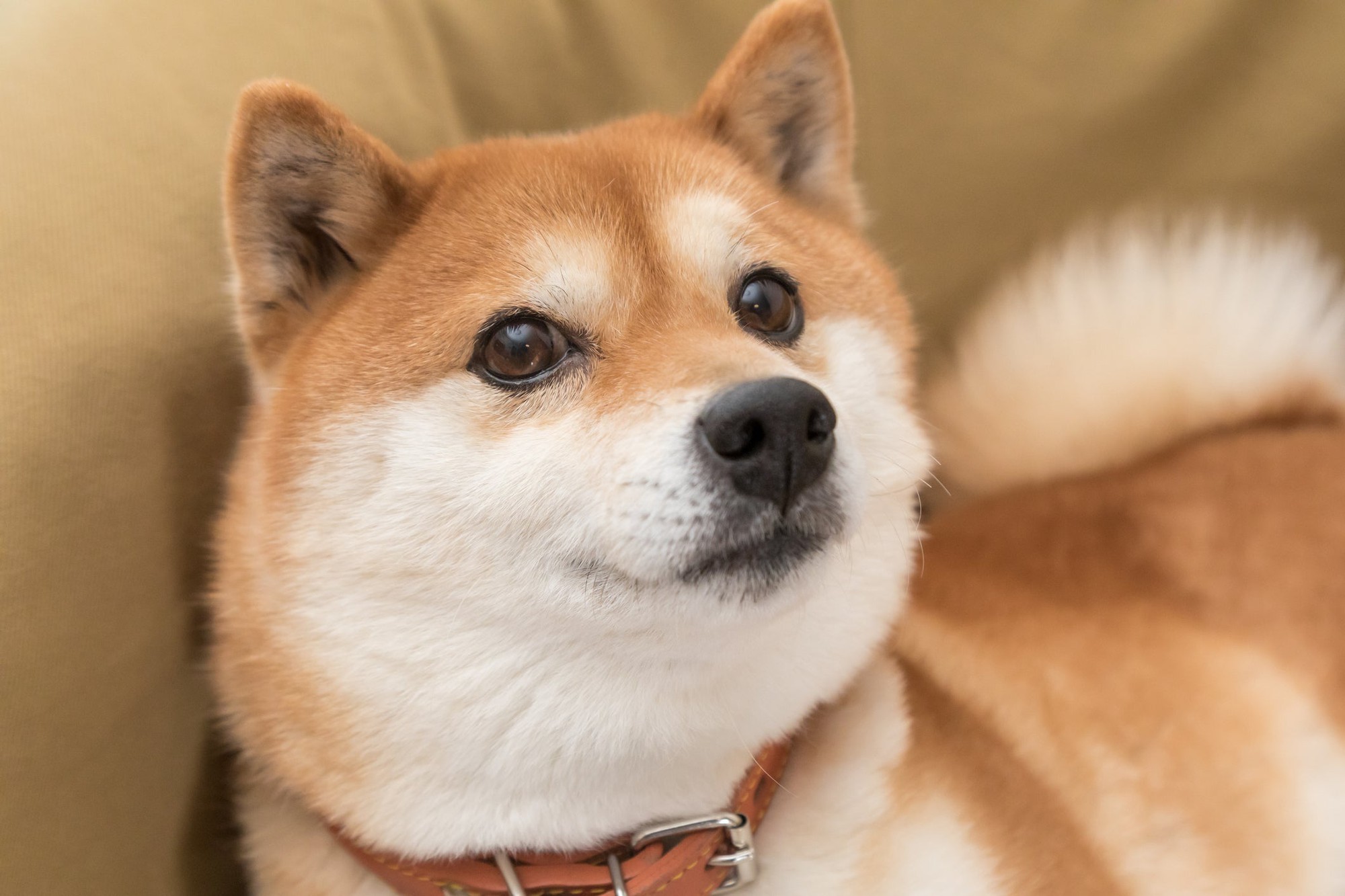 Best Coin: Shiba Inu vs. Dogecoin