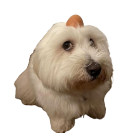 Egg on dog