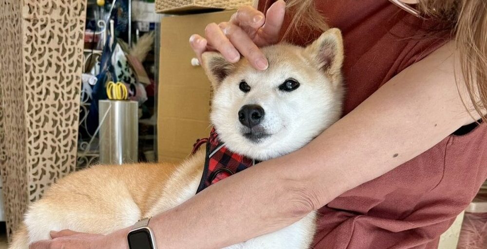 Coin Drama Erupts Over New Shiba Inu Neiro, Owner of Dogecoin Puppy