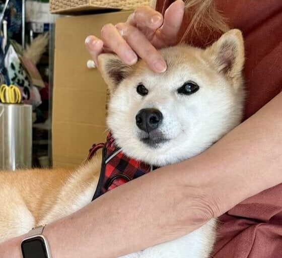 Coin Drama Erupts Over New Shiba Inu Neiro, Owner of Dogecoin Puppy