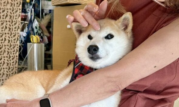 Coin Drama Erupts Over New Shiba Inu Neiro, Owner of Dogecoin Puppy