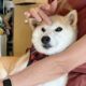 Coin Drama Erupts Over New Shiba Inu Neiro, Owner of Dogecoin Puppy