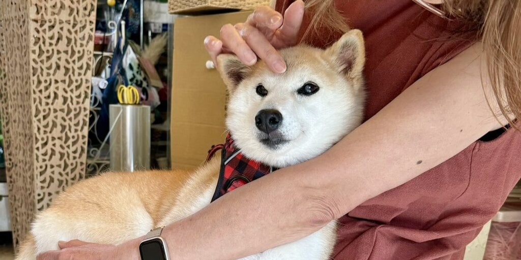 Coin Drama Erupts Over New Shiba Inu Neiro, Owner of Dogecoin Puppy