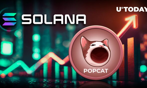 Solana Cat Meme Coin Surges 117%, But There's Something You Need To Know